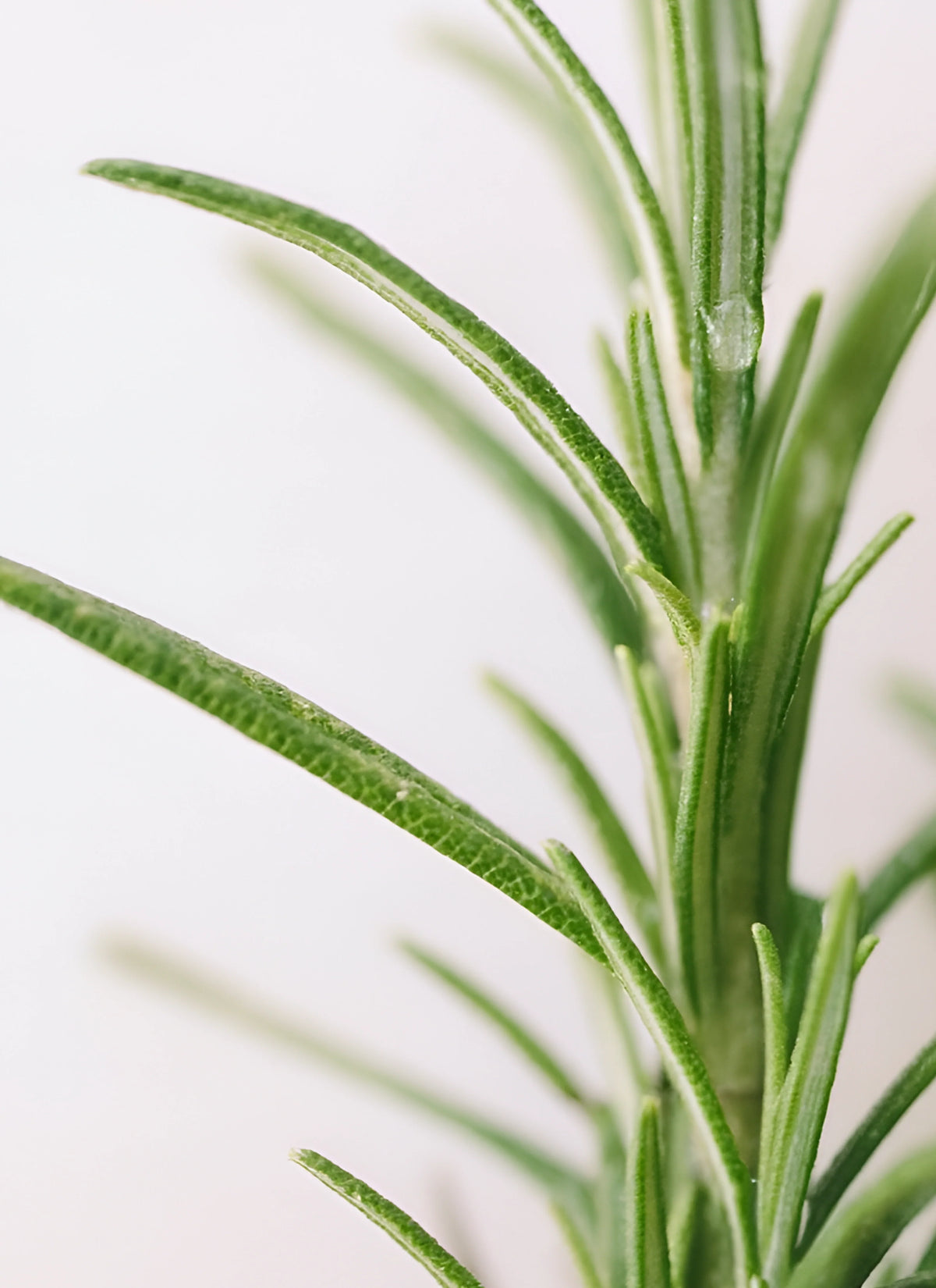 Rosemary essential oil - Rosemary Oil