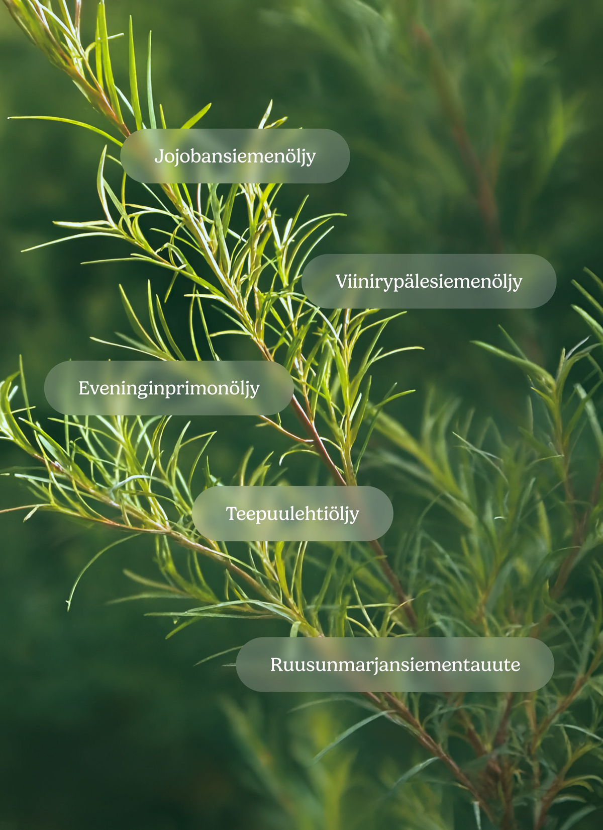 Tea Tree Roll-on (Tea tree oil) 10 ml