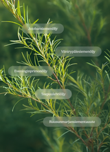 Tea Tree Roll-on (Tea tree oil) 10 ml