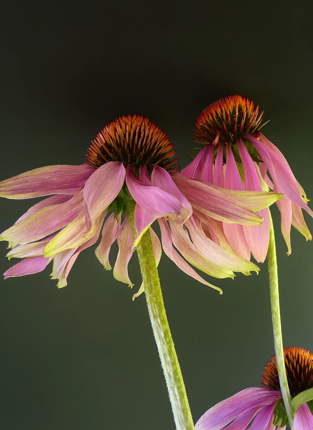 Coneflower Echinacea 50 ml
