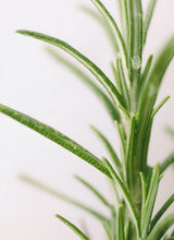 Rosemary essential oil - Rosemary Oil